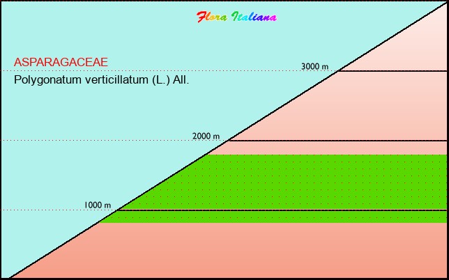 Altitudine - Elevation - Polygonatum verticillatum (L.) All.