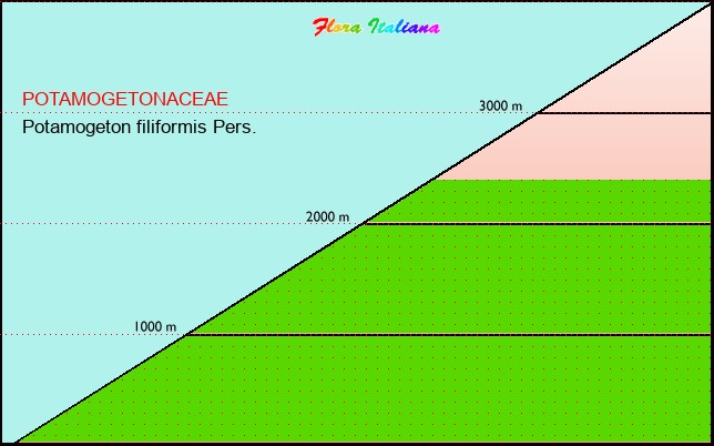 Altitudine - Elevation - Potamogeton filiformis Pers.