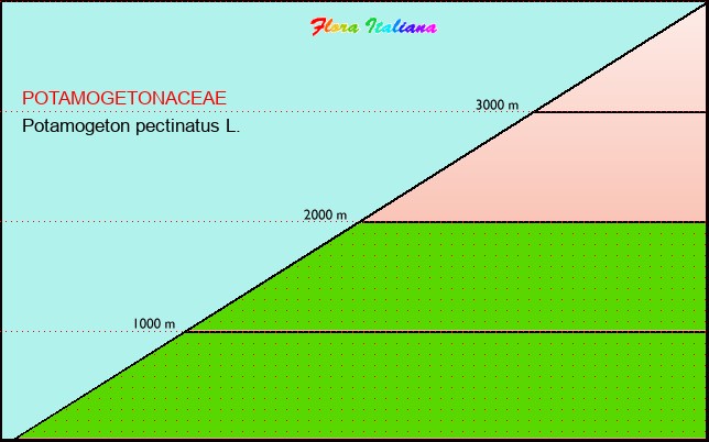 Altitudine - Elevation - Potamogeton pectinatus L.