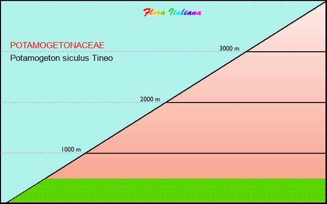 Altitudine - Elevation - Potamogeton siculus Tineo
