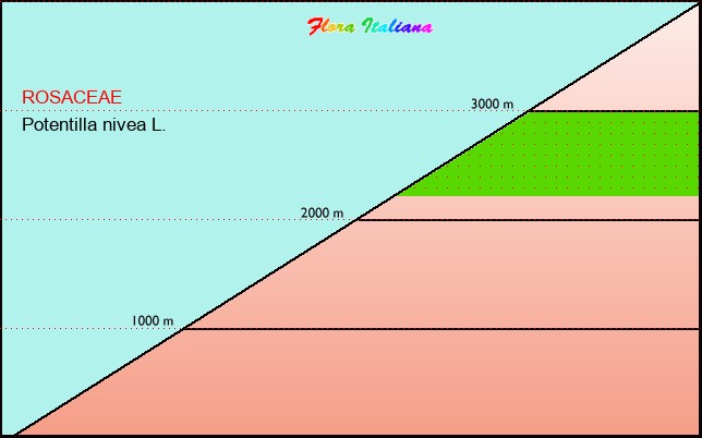 Altitudine - Elevation - Potentilla nivea L.