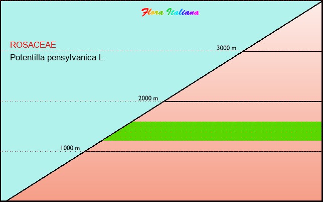 Altitudine - Elevation - Potentilla pensylvanica L.