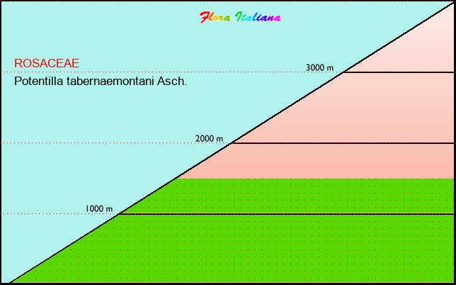 Altitudine - Elevation - Potentilla tabernaemontani Asch.