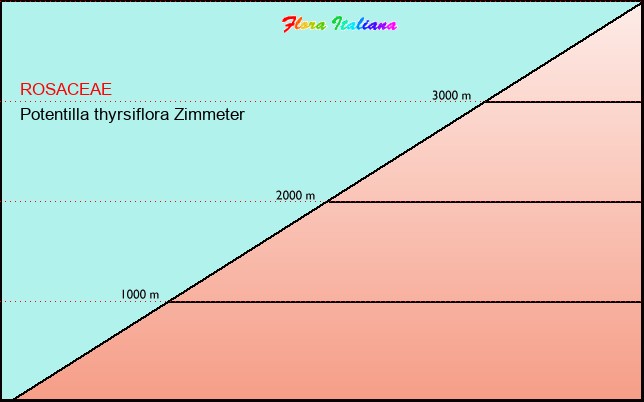 Altitudine - Elevation - Potentilla thyrsiflora Zimmeter