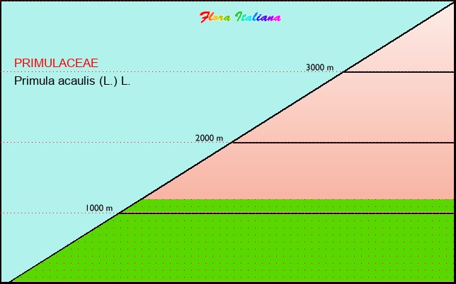 Altitudine - Elevation - Primula acaulis (L.) L.