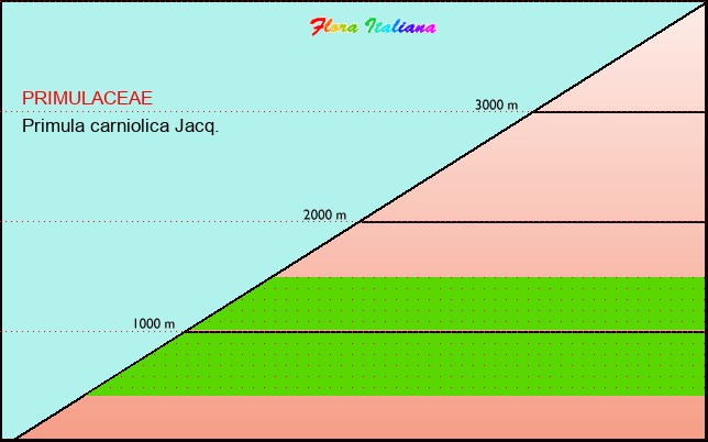 Altitudine - Elevation - Primula carniolica Jacq.