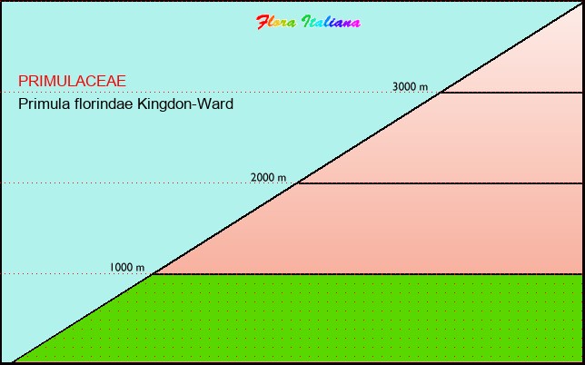 Altitudine - Elevation - Primula florindae Kingdon-Ward
