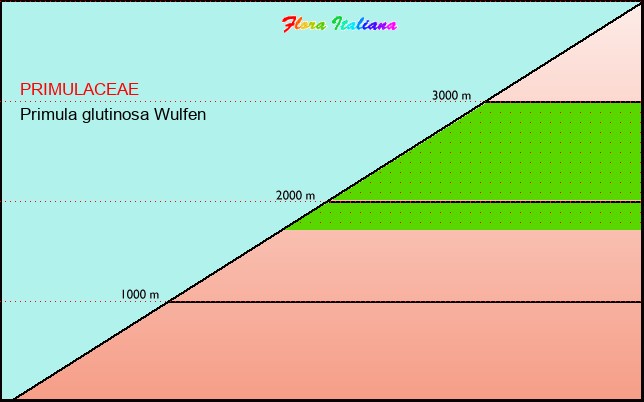 Altitudine - Elevation - Primula glutinosa Wulfen