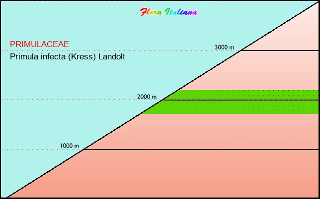 Altitudine - Elevation - Primula infecta (Kress) Landolt