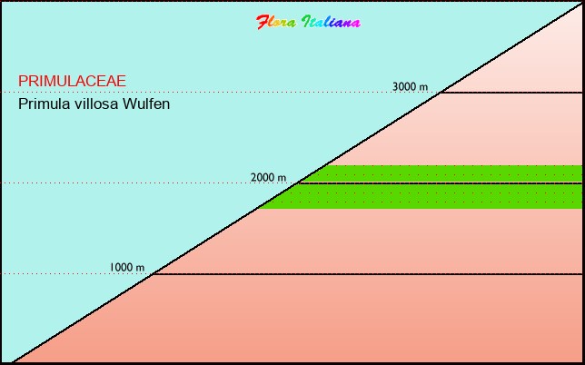 Altitudine - Elevation - Primula villosa Wulfen