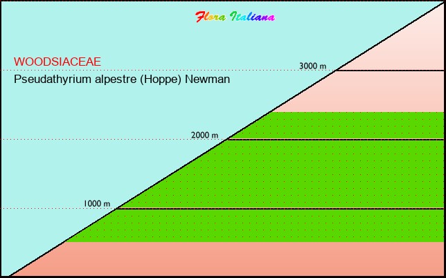 Altitudine - Elevation - Pseudathyrium alpestre (Hoppe) Newman