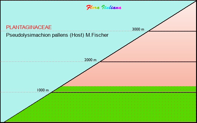 Altitudine - Elevation - Pseudolysimachion pallens (Host) M.Fischer