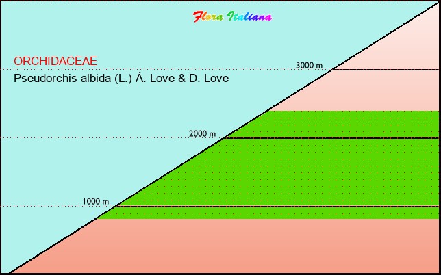 Altitudine - Elevation - Pseudorchis albida (L.) Ã. Love & D. Love