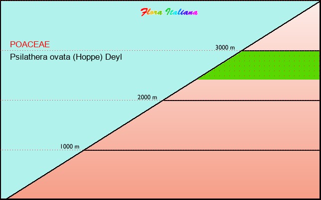 Altitudine - Elevation - Psilathera ovata (Hoppe) Deyl