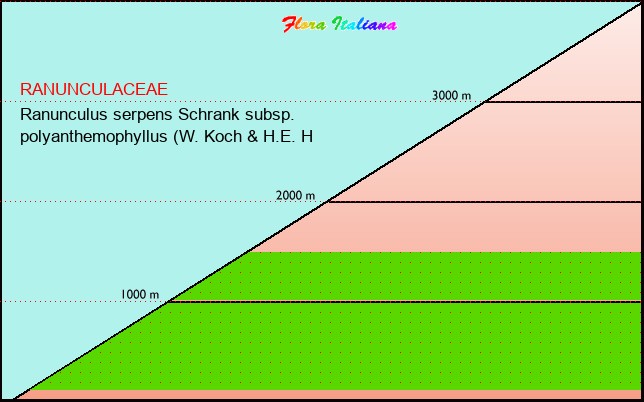 Altitudine - Elevation - Ranunculus serpens Schrank subsp. polyanthemophyllus (W. Koch & H.E. H