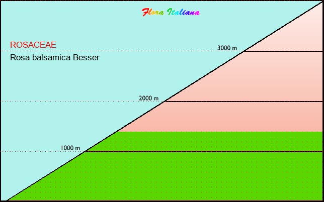 Altitudine - Elevation - Rosa balsamica Besser