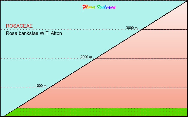 Altitudine - Elevation - Rosa banksiae W.T. Aiton