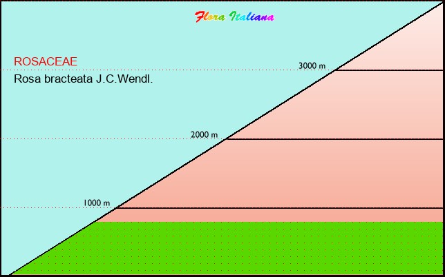 Altitudine - Elevation - Rosa bracteata J.C.Wendl.