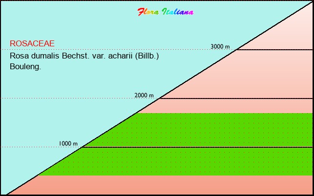 Altitudine - Elevation - Rosa dumalis Bechst. var. acharii (Billb.) Bouleng.