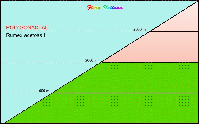 Altitudine - Elevation - Rumex acetosa L.