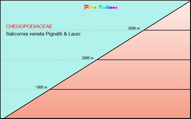 Altitudine - Elevation - Salicornia veneta Pignatti & Lausi