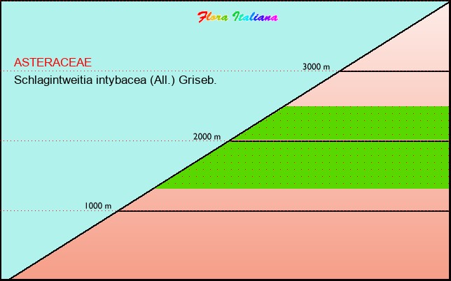 Altitudine - Elevation - Schlagintweitia intybacea (All.) Griseb.