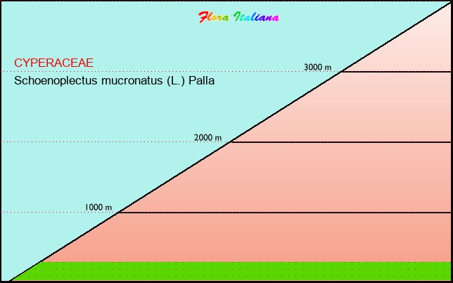 Altitudine - Elevation - Schoenoplectus mucronatus (L.) Palla