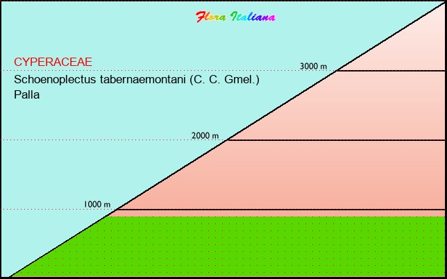 Altitudine - Elevation - Schoenoplectus tabernaemontani (C. C. Gmel.) Palla