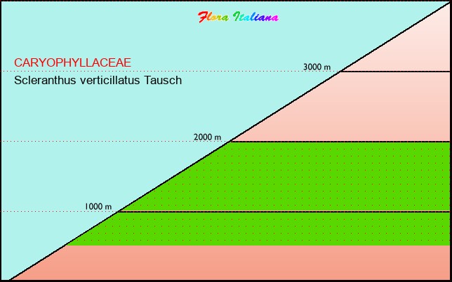 Altitudine - Elevation - Scleranthus verticillatus Tausch