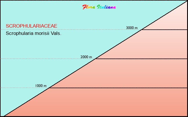 Altitudine - Elevation - Scrophularia morisii Vals.