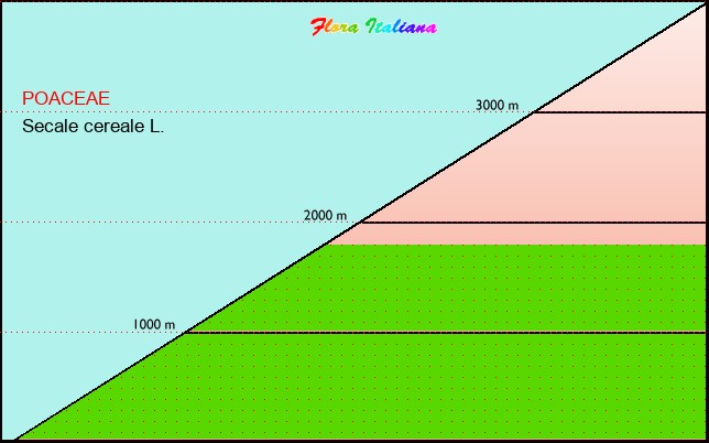 Altitudine - Elevation - Secale cereale L.