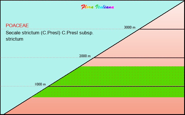 Altitudine - Elevation - Secale strictum (C.Presl) C.Presl subsp. strictum