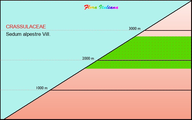 Altitudine - Elevation - Sedum alpestre Vill.