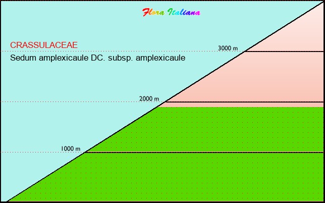 Altitudine - Elevation - Sedum amplexicaule DC. subsp. amplexicaule