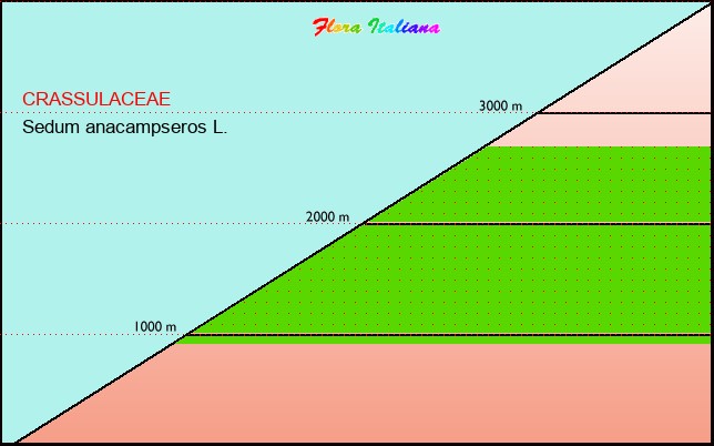Altitudine - Elevation - Sedum anacampseros L.