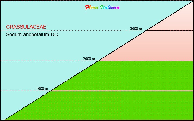 Altitudine - Elevation - Sedum anopetalum DC.