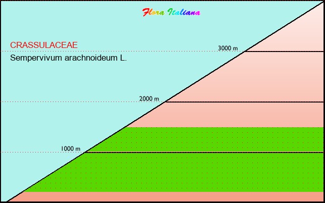 Altitudine - Elevation - Sempervivum arachnoideum L.