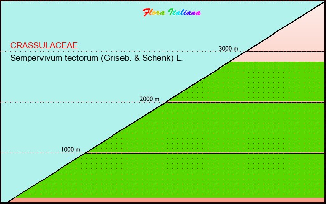 Altitudine - Elevation - Sempervivum tectorum (Griseb. & Schenk) L.