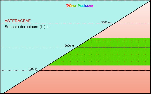 Altitudine - Elevation - Senecio doronicum (L.) L.