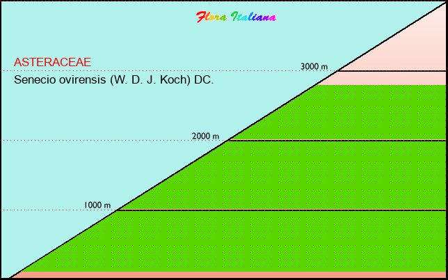Altitudine - Elevation - Senecio ovirensis (W. D. J. Koch) DC.