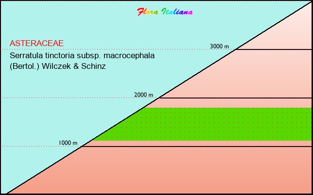 Altitudine - Elevation - Serratula tinctoria subsp. macrocephala (Bertol.) Wilczek & Schinz