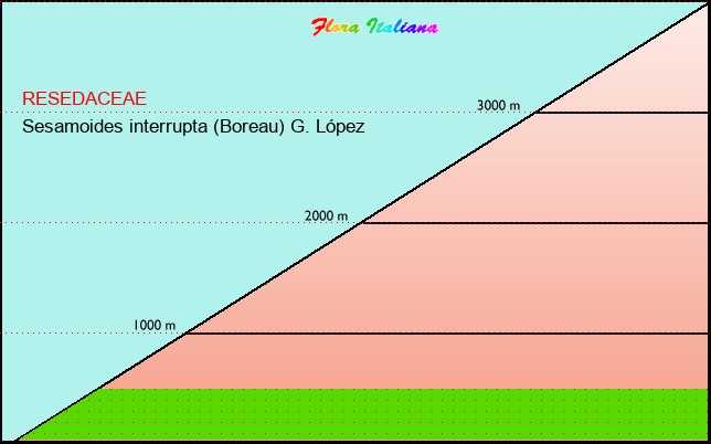 Altitudine - Elevation - Sesamoides interrupta (Boreau) G. LÃ³pez
