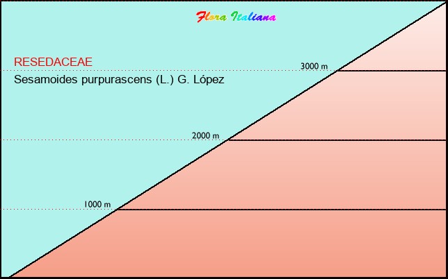 Altitudine - Elevation - Sesamoides purpurascens (L.) G. LÃ³pez