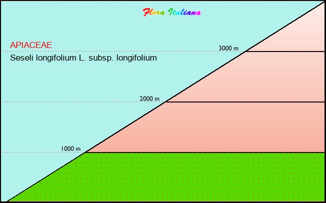 Altitudine - Elevation - Seseli longifolium L. subsp. longifolium