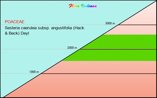 Altitudine - Elevation - Sesleria caerulea subsp. angustifolia (Hack. & Beck) Deyl