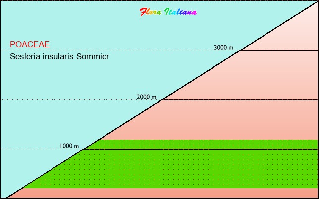 Altitudine - Elevation - Sesleria insularis Sommier