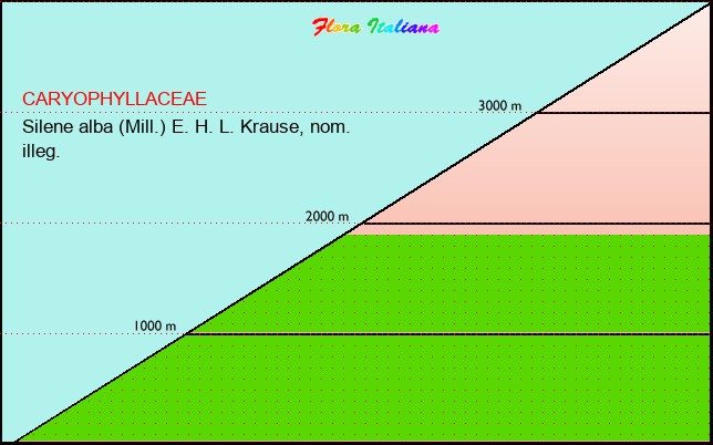 Altitudine - Elevation - Silene alba (Mill.) E. H. L. Krause, nom. illeg.