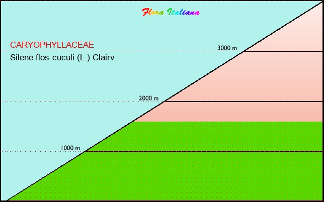 Altitudine - Elevation - Silene flos-cuculi (L.) Clairv.