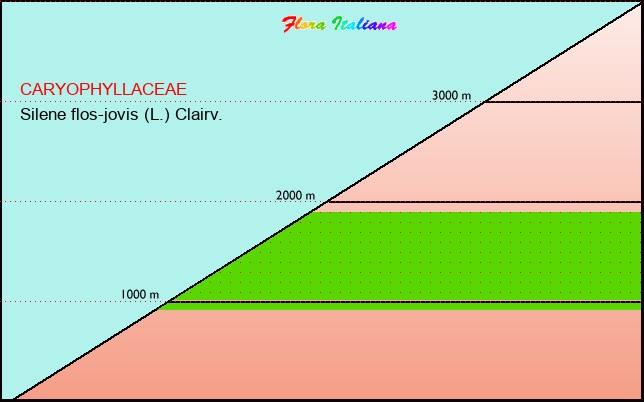 Altitudine - Elevation - Silene flos-jovis (L.) Clairv.