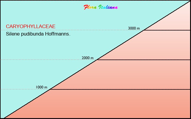 Altitudine - Elevation - Silene pudibunda Hoffmanns.
